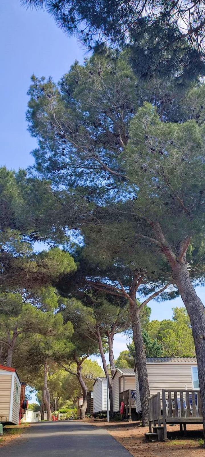 Domaine Residentiel De Plein Air Odalys La Pinede Agde Bagian luar foto