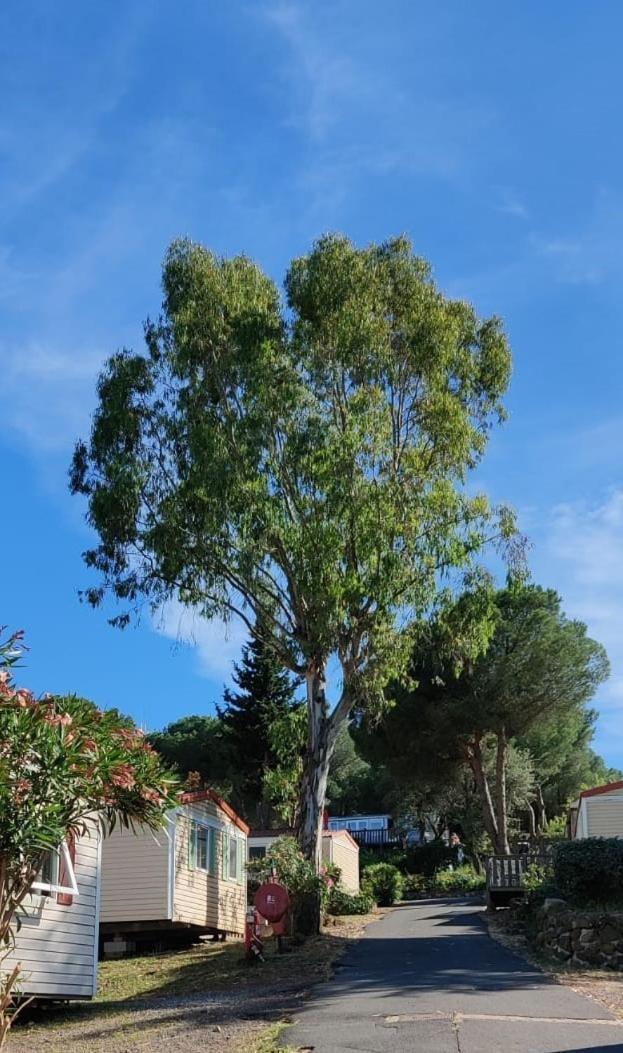 Domaine Residentiel De Plein Air Odalys La Pinede Agde Bagian luar foto